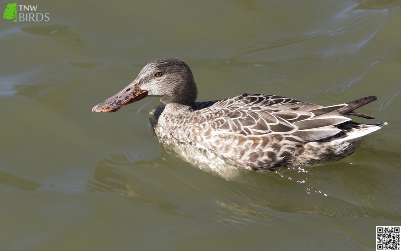 Northern Shoveler